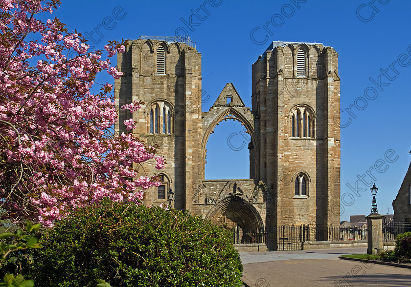 Elgin Cathedral to3357424jhp 
 Elgin Cathedral Scottish Moray Spring blossom flowering cherry Front Twin Towers Arch founded in 1224 although a substantial ruin now cared for by Historic Scotland remains one of the most beautiful medieval buildings in Scotland. Here viewed from Cooper Park a large public area in the centre of Elgin. The transepts with their buttressed west towers and parts of the tall choir and nave date from the fire of 1270 but subsequent destruction especially by the Wolf of Badenoch in 1390 and later further destruction and neglect after the Reformation means we will never see this building in its true majesty. 
 Keywords: Scotland, Scottish, North East, Moray, Elgin, Cathedral, Morayshire, Grampian, Highland, landscape, spire, towers, north, blossom, flowering, cherry, pink, spring, Medieval, Badenoch, fire, damage, building, Church, religion, Christian, Reformation, Gothic, ornamental, windows, Historic Scotland, heritage, history, May, 2006, Finepix, Fuji, S3Pro, DSLR, digital, camera