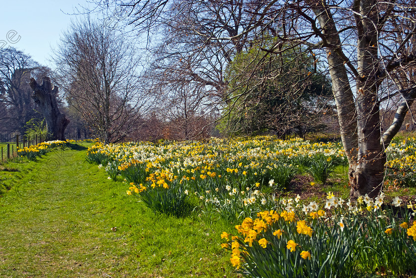 Brodie Spring Walk UP280313JHP 
 Brodie Castle Daffodil Walk Daffodils Spring Forres Nairn Morayshire Scottish is home of the Brodie family, the castle perhaps dates back as far as 1160 and came under attack from Montroses army but survived. Many additions were made subsequently and the collections of various items are extensive and of high quality. 
This became a National Trust for Scotland property in 1980 and is situated about 4.5 miles west of Forres and the grounds are open to the public all the year round. The castle is open April to October at various times. Any of my photographs are for scenic/tourist use only and cannot be used for product endorsement without the explicit permission of the NTS. Please contact their Edinburgh Head Office at Wemyss House, 28 Charlotte Square, Edinburgh, EH2 4ET. 
 Keywords: Scotland, Scottish, Moray, Morayshire, North, East, Highlands, NTS, history, 16th Century, tower house, gardens, walks, woodlands, spring, daffodils, landscape